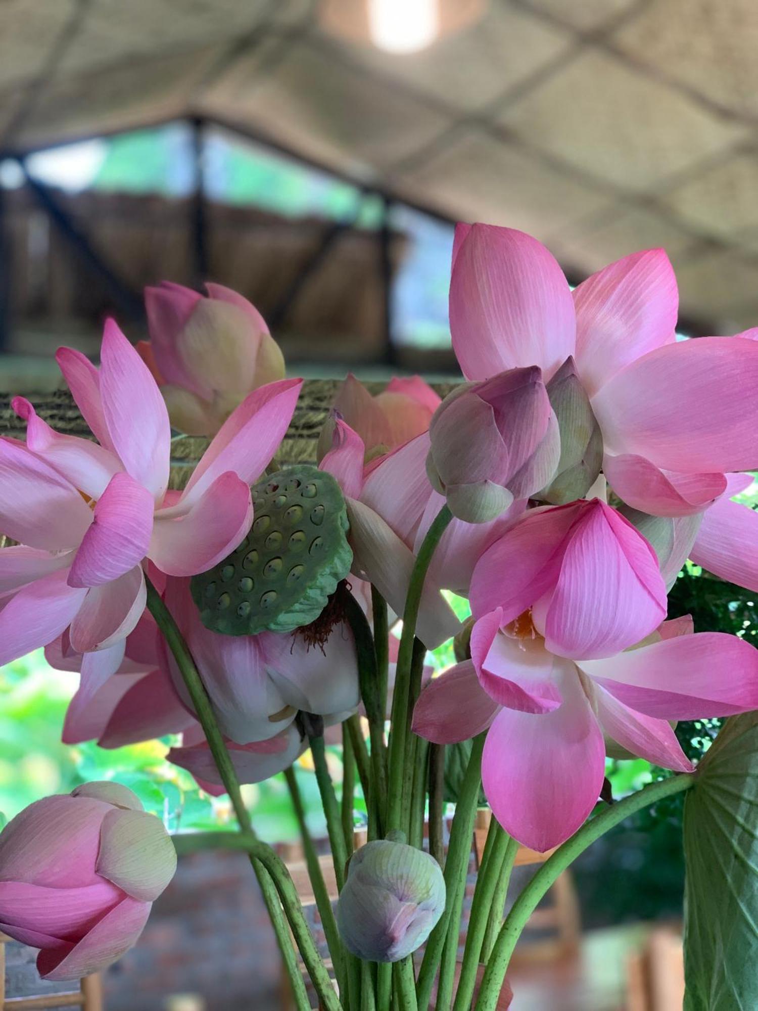 Peaceful Refuge Homestay Ninh Binh Bagian luar foto